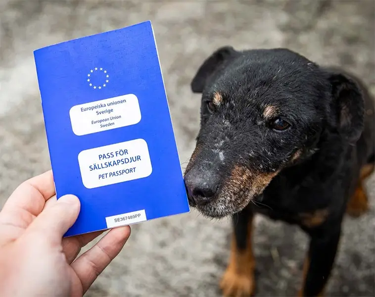 I dag är det Världsrabiesdagen – det bör hundägare veta