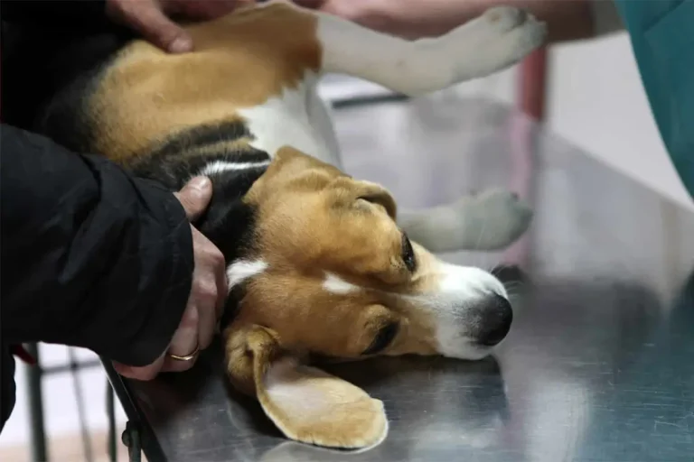 Veterinärförbundet: Nya regler kan få stora följder