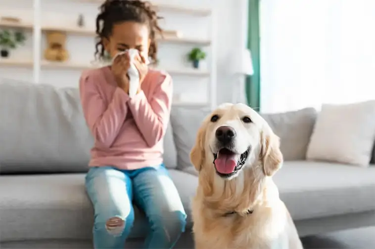 Allergisk mot hund? Läkaren varnar för att skaffa egen
