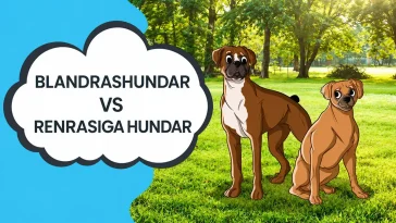 Är blandrashundar friskare? Forskningen nyanserar myten
