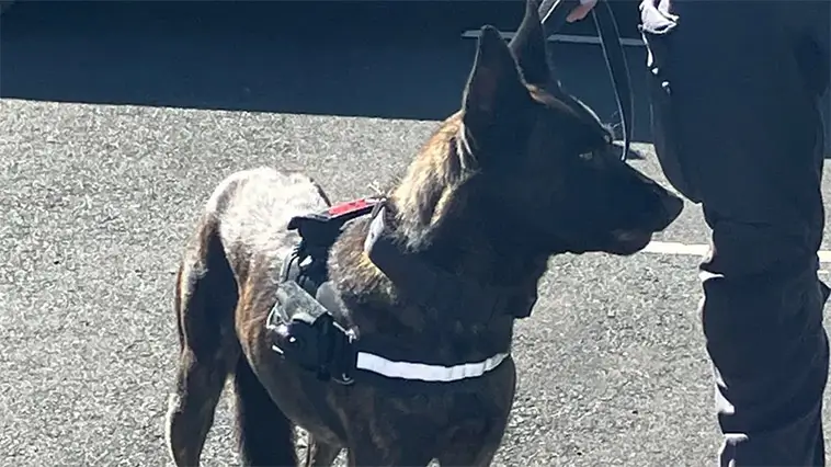 Brittisk polis har börjat sätta kroppskameror på sina hundar – här är anledningen