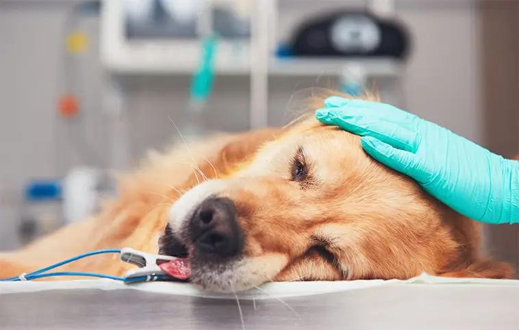Veterinärvården blir dyrare – ny tjänst ska förenkla valet av