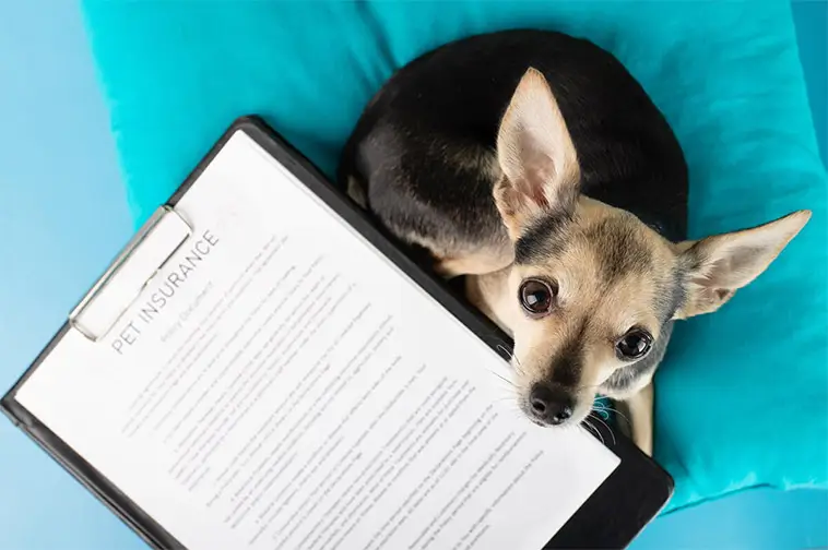 Veterinärvården blir dyrare – ny tjänst ska förenkla valet av