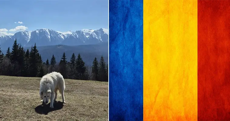 Här finns flest hundar per invånare i Europa