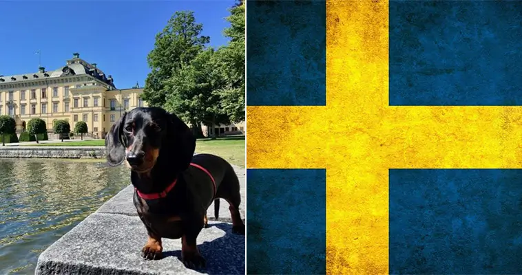 Här finns flest hundar per invånare i Europa