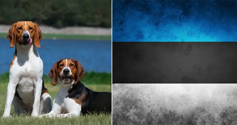 Här finns flest hundar per invånare i Europa