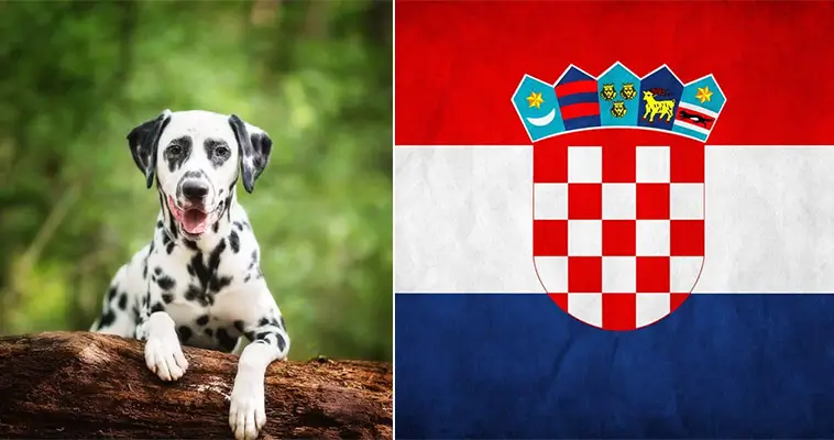 Här finns flest hundar per invånare i Europa