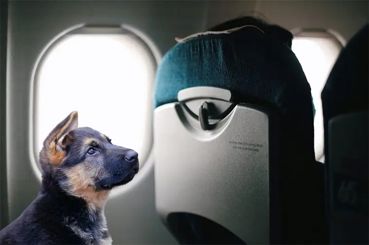Här är flygbolagen som välkomnar hunden ombord