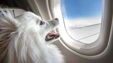 Här är flygbolagen som välkomnar hunden ombord