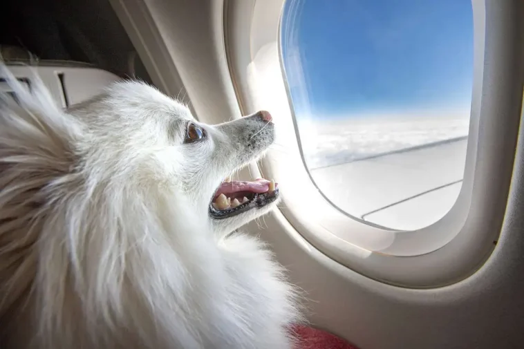 Här är flygbolagen som välkomnar hunden ombord