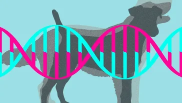 Hund-DNA friade misstänkta hundar efter fårangrepp