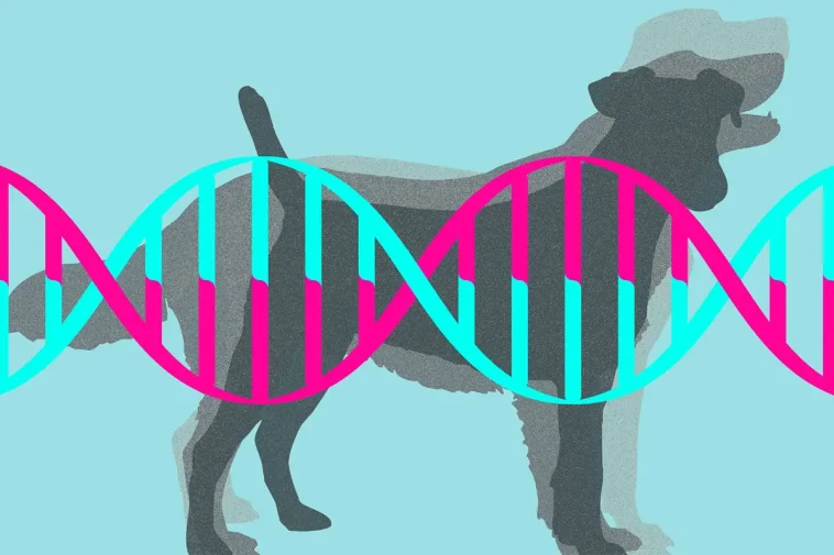 Hund-DNA friade misstänkta hundar efter fårangrepp