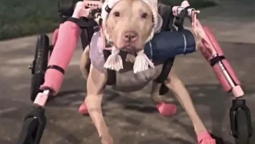Fräcka stölden: Hund fick sin specialanpassade rullstol stulen