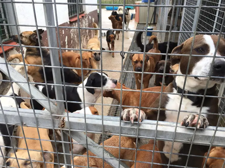Hundadoptionerna rasar i Spanien – hundhemmen slår larm