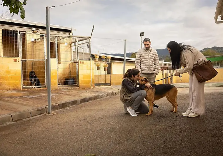 Hundadoptionerna rasar i Spanien – hundhemmen slår larm
