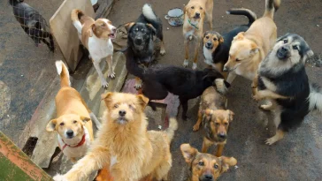 Hundadoptionerna rasar i Spanien – hundhemmen slår larm