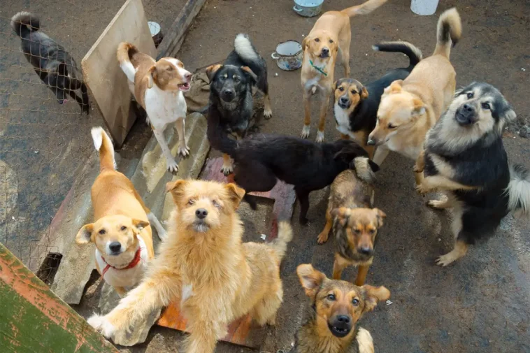 Hundadoptionerna rasar i Spanien – hundhemmen slår larm