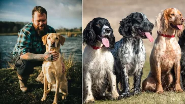 Hundtränaren varnar för populära hundtypen: ”För mycket energi”