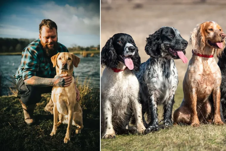Hundtränaren varnar för populära hundtypen: ”För mycket energi”
