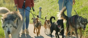 Hundtränaren: ”Tre hundtyper jag själv skulle välja bort”