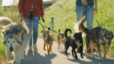 Hundtränaren: ”Tre hundtyper jag själv skulle välja bort”
