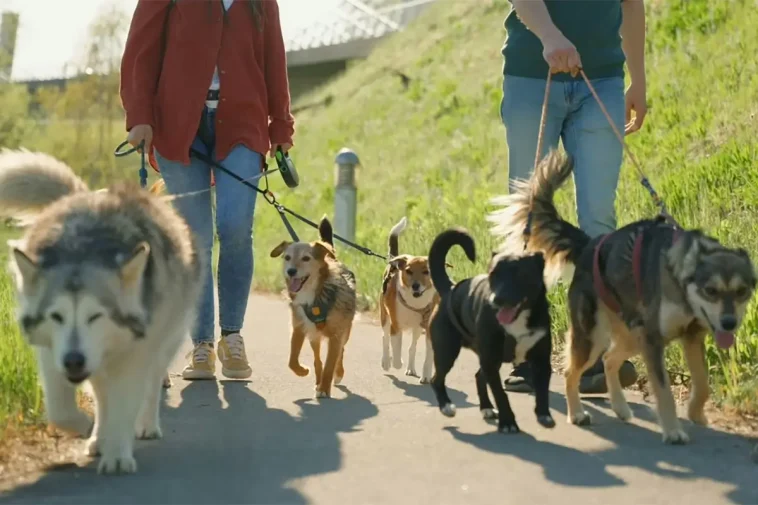 Hundtränaren: ”Tre hundtyper jag själv skulle välja bort”