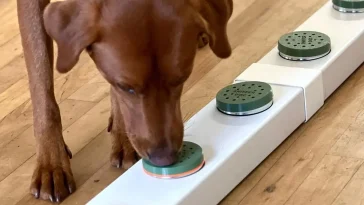 Ny studie: Hungriga hundar gör fler fel i nosarbete