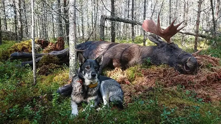 Jämthund – hunden som vågar möta skogens konung