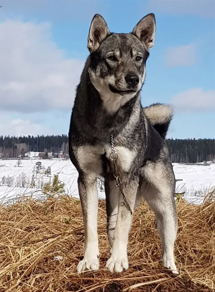 Jämthund – hunden som vågar möta skogens konung
