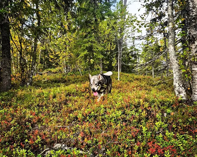 Jämthund – hunden som vågar möta skogens konung