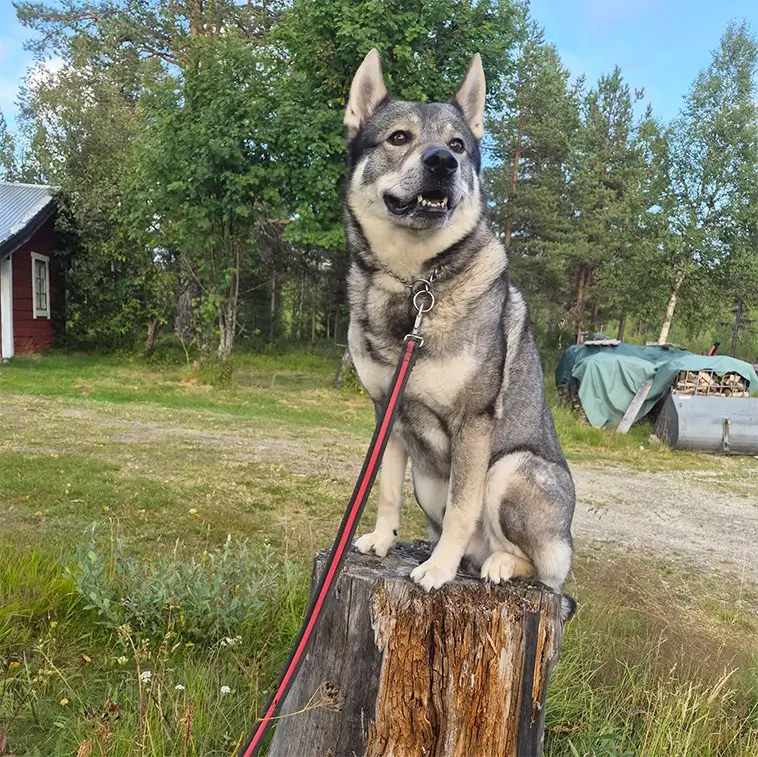 Jämthund – hunden som vågar möta skogens konung