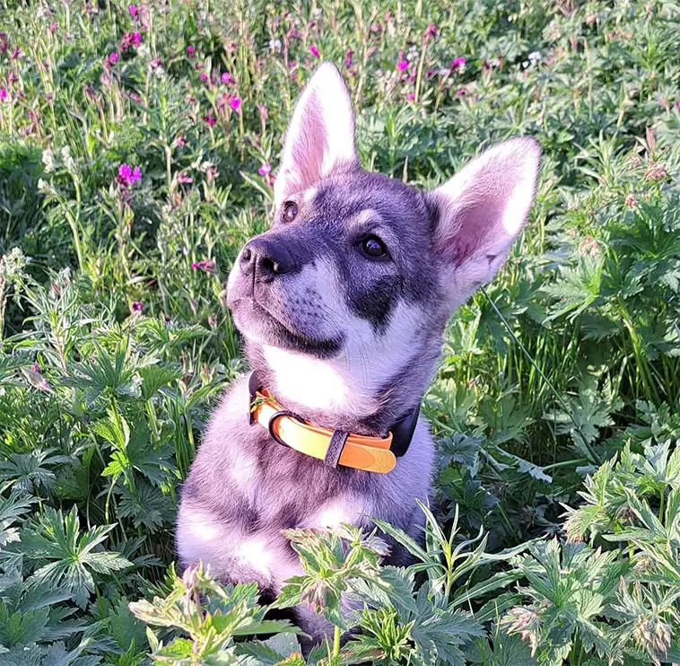 Jämthund – hunden som vågar möta skogens konung