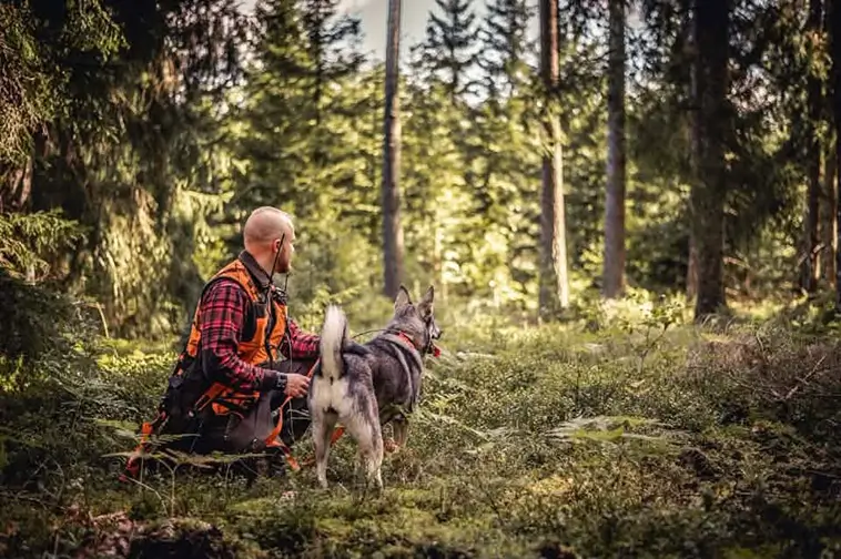 Jämthund – hunden som vågar möta skogens konung