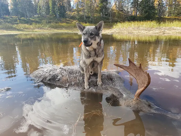 Jämthund – hunden som vågar möta skogens konung