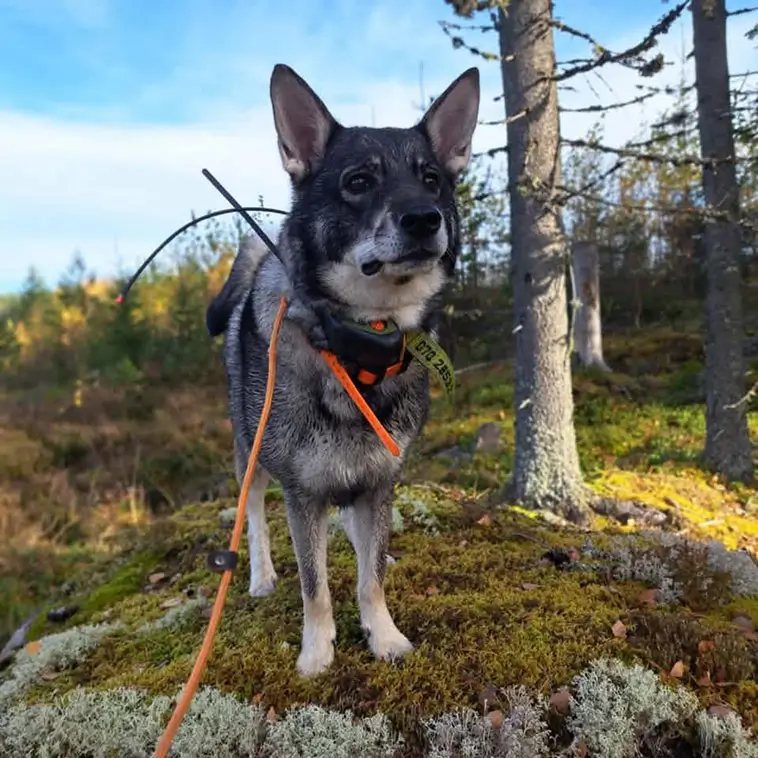 Jämthund – hunden som vågar möta skogens konung