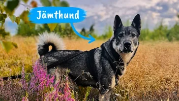 Jämthund – hunden som vågar möta skogens konung