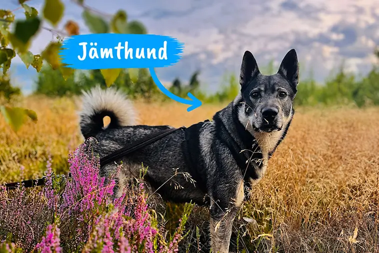 Jämthund – hunden som vågar möta skogens konung