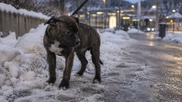 Kvinna sparkade och släpade valp – döms mot sitt nekande