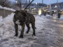 Kvinna sparkade och släpade valp – döms mot sitt nekande