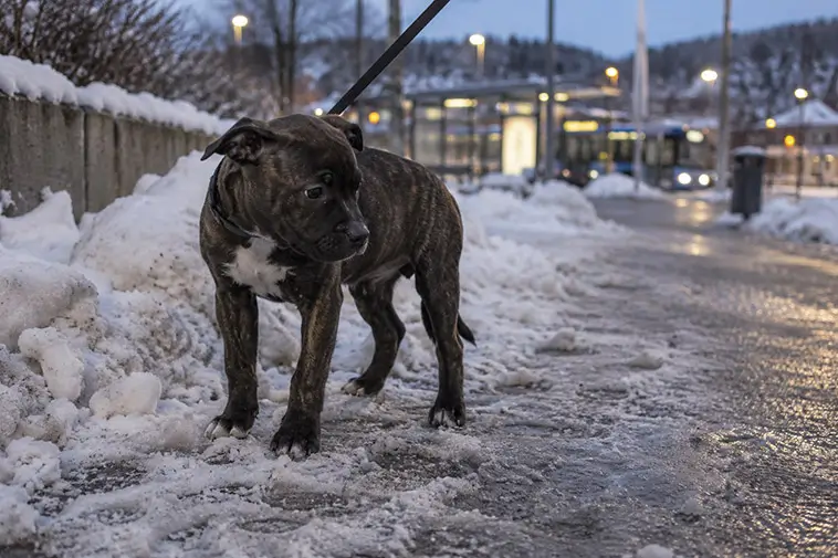 Kvinna sparkade och släpade valp – döms mot sitt nekande