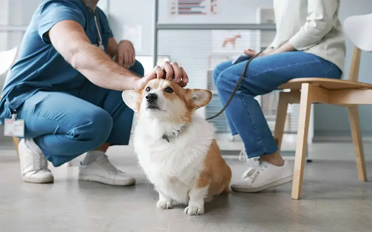 SKK vill att veterinärer ska slå larm om smuggelhundar
