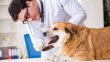 SKK vill att veterinärer ska slå larm om smuggelhundar