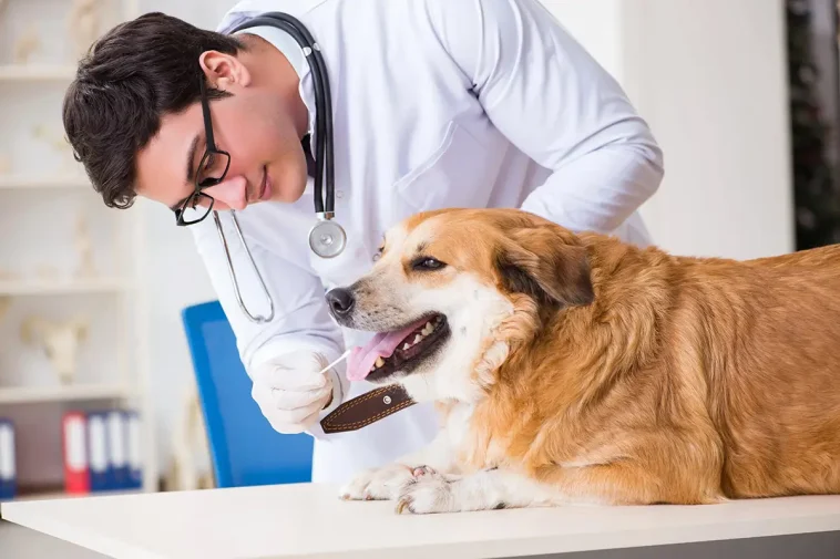 SKK vill att veterinärer ska slå larm om smuggelhundar