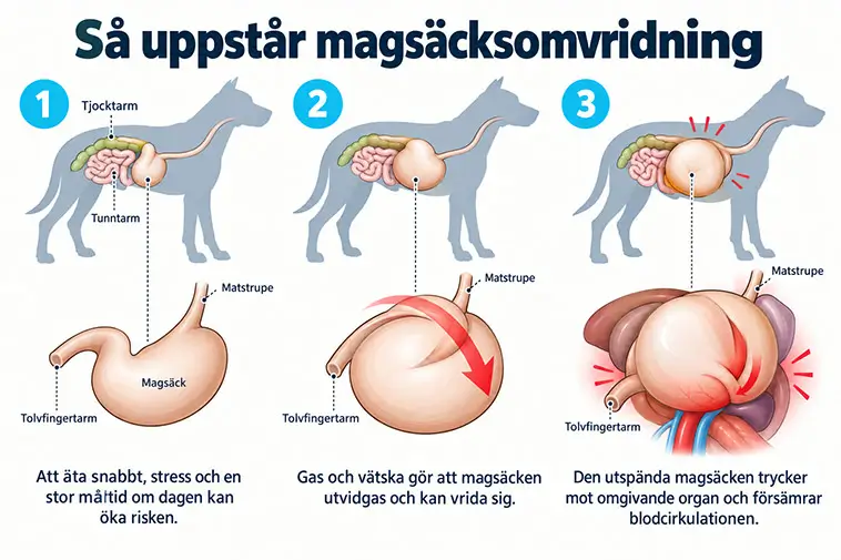 Magsäcksomvridning hos hund – symtom och akut hjälp