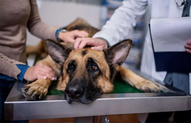 Magsäcksomvridning hos hund – symtom och akut hjälp