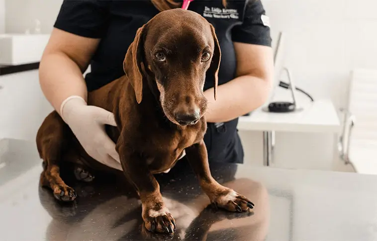 Magsäcksomvridning hos hund – symtom och akut hjälp