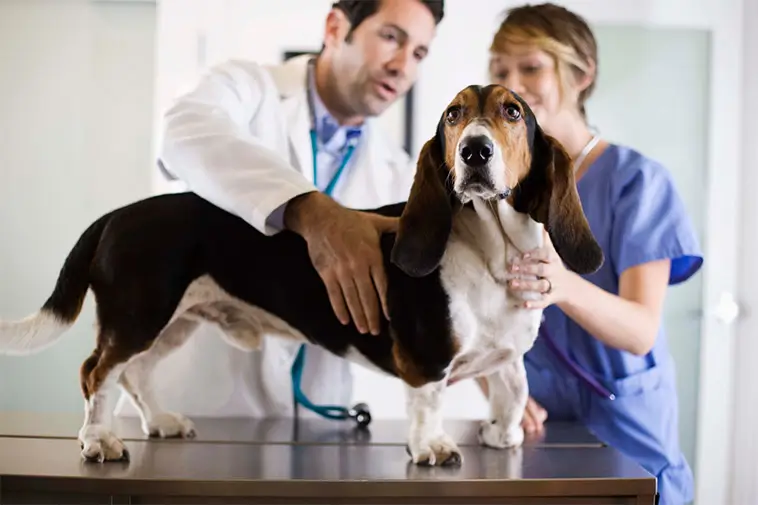 Magsäcksomvridning hos hund – symtom och akut hjälp