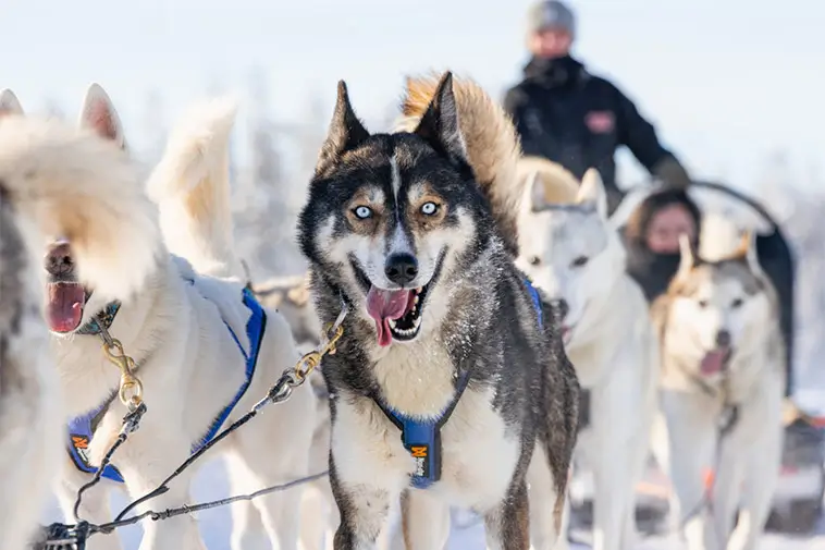 Här är de 10 populäraste hundraserna i Piteå