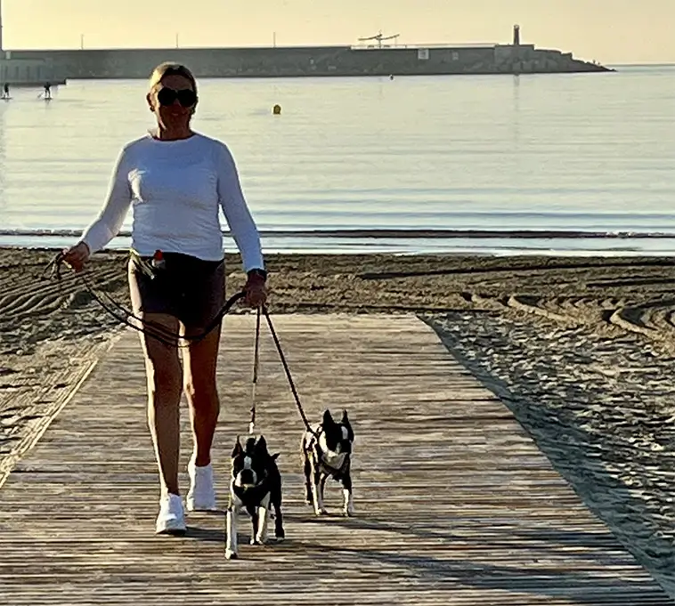Rasklubben: Därför är Bostonterriern mer än en sällskapshund