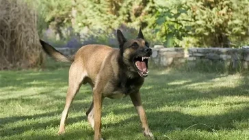 Sexåring skadades av hund – får 57 000 i skadestånd
